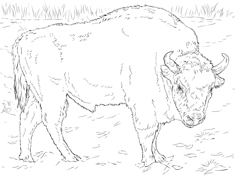 Desenho de Búfalo para colorir