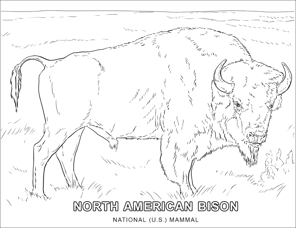 Desenho de Búfalo para colorir