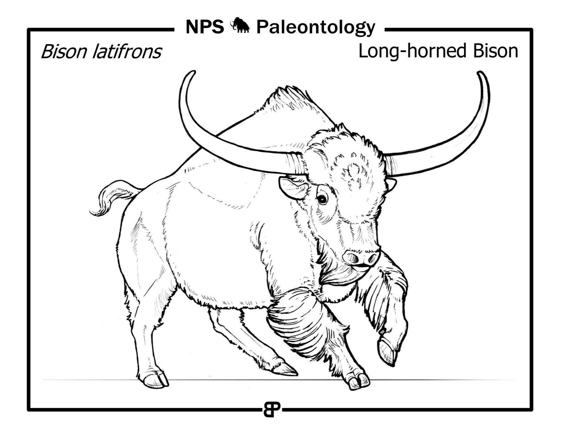 Desenho de Búfalo para colorir
