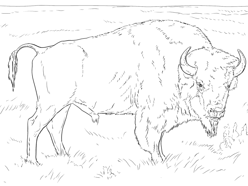 Desenho de Búfalo para colorir