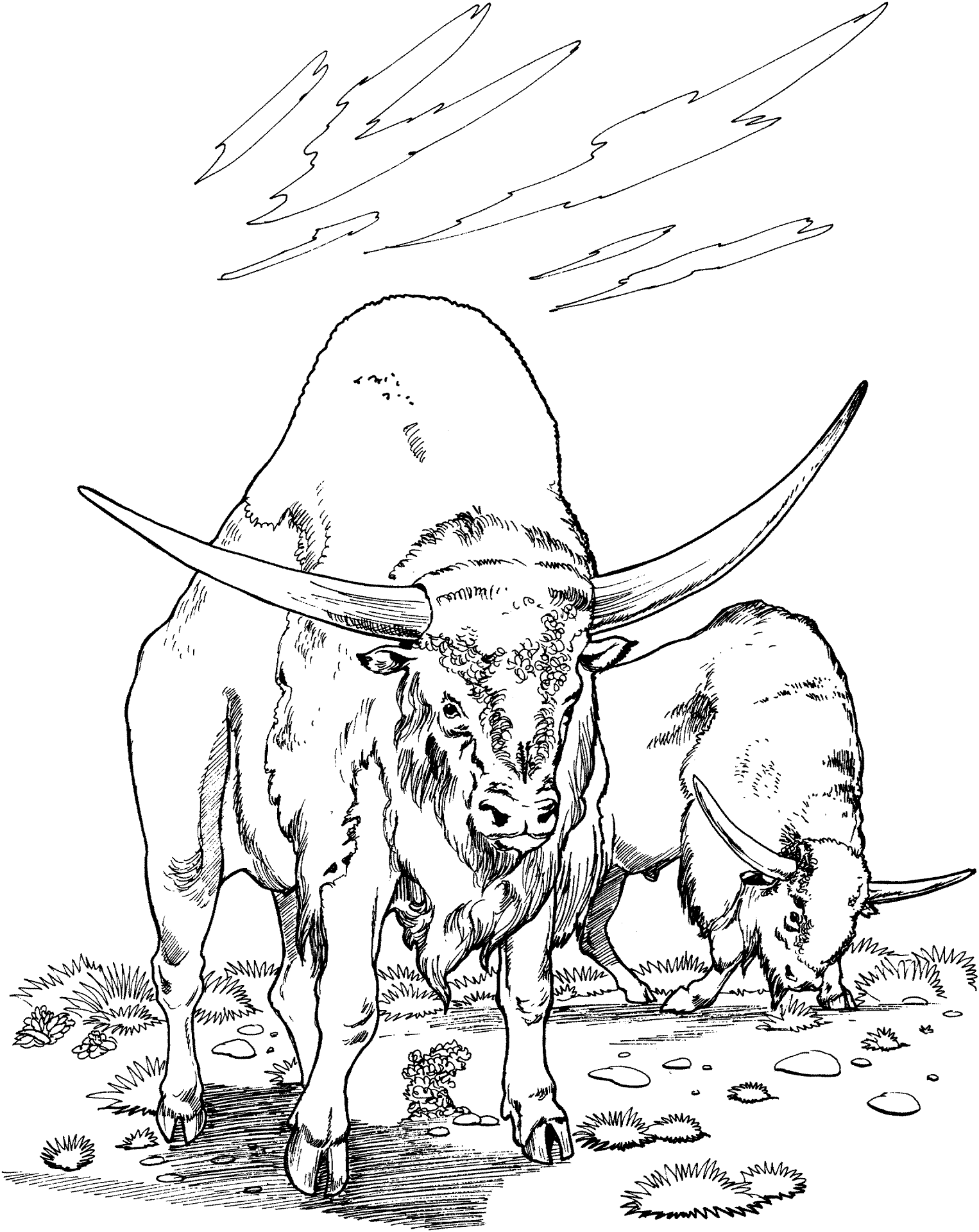 Desenho de Búfalo para colorir