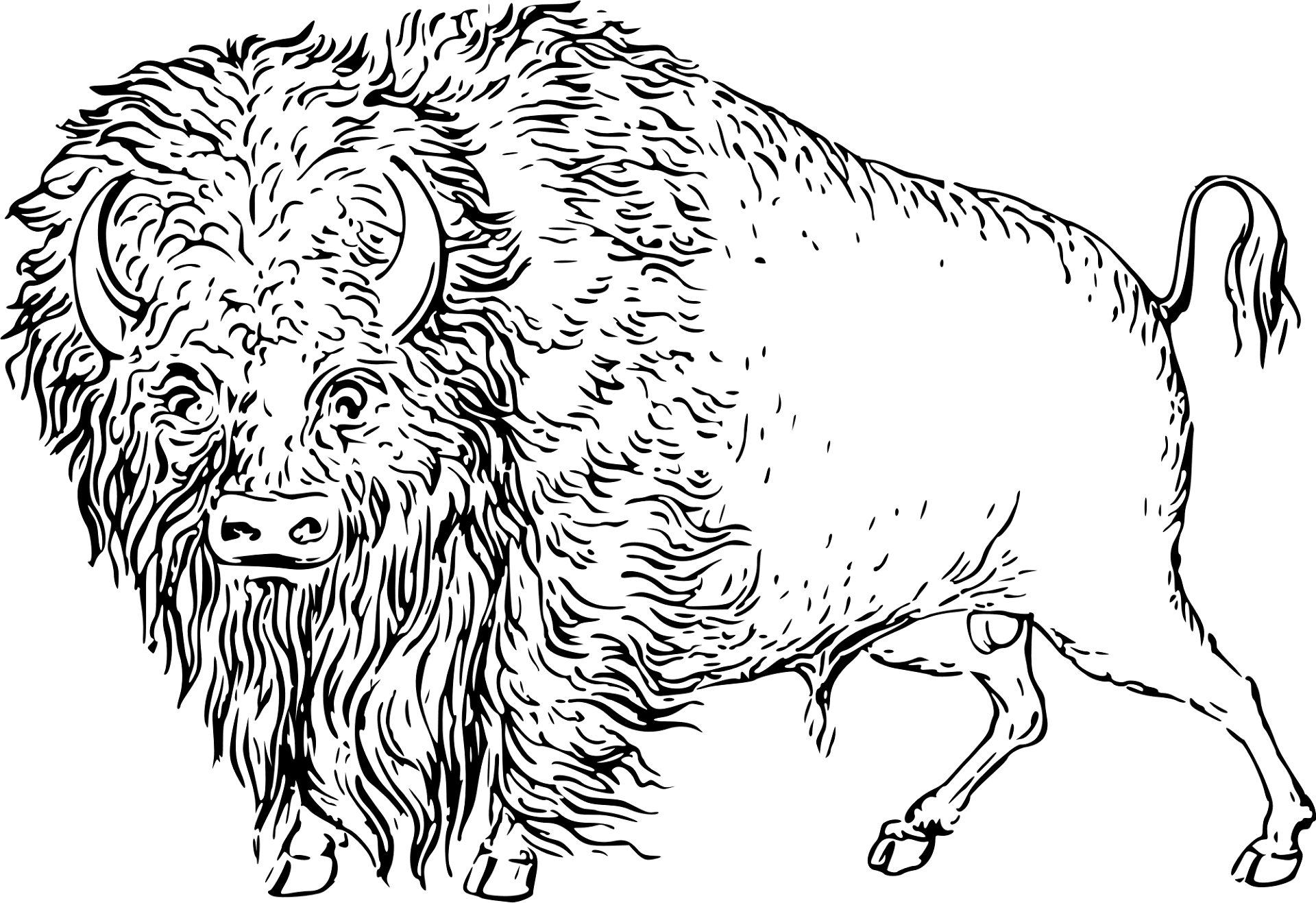 Desenho de Búfalo para colorir