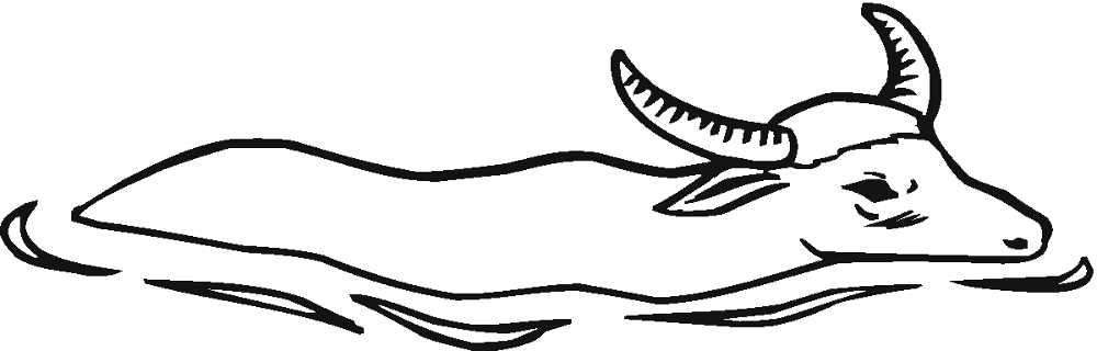 Desenho de Búfalo para colorir