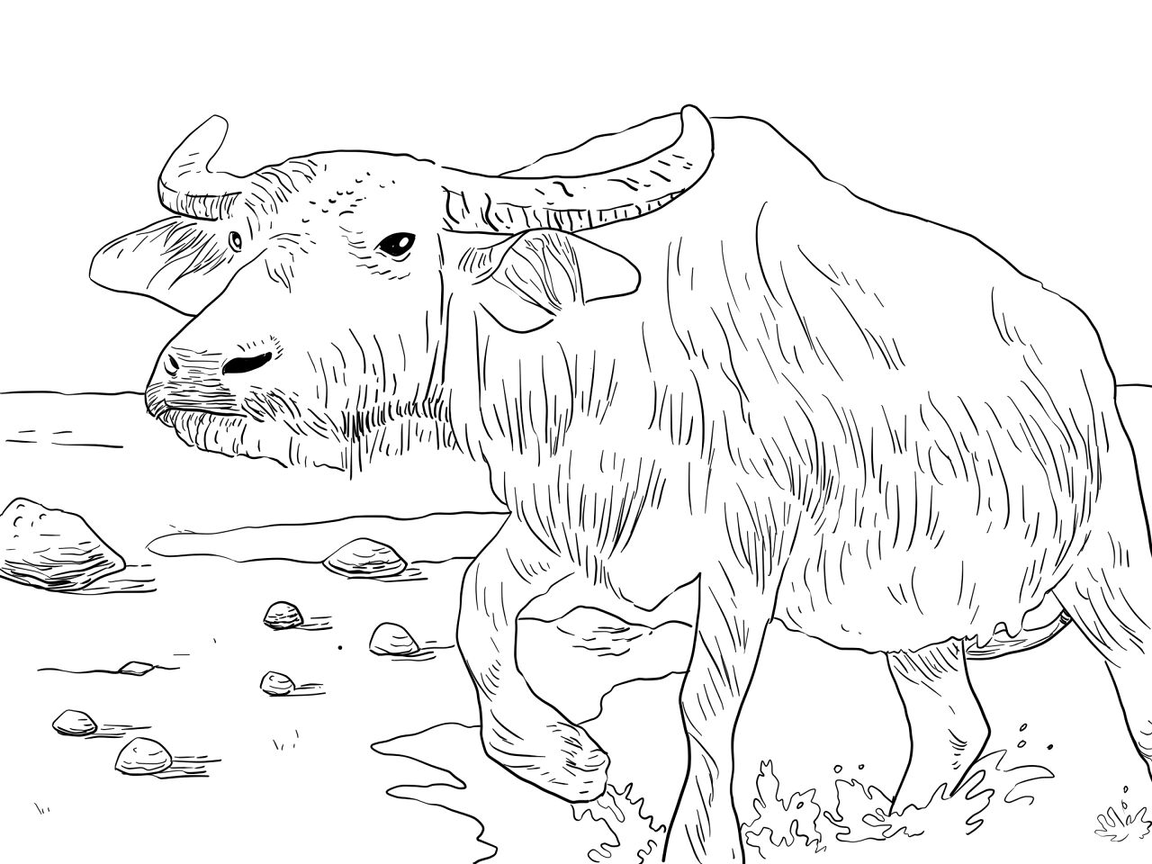 Desenho de Búfalo para colorir