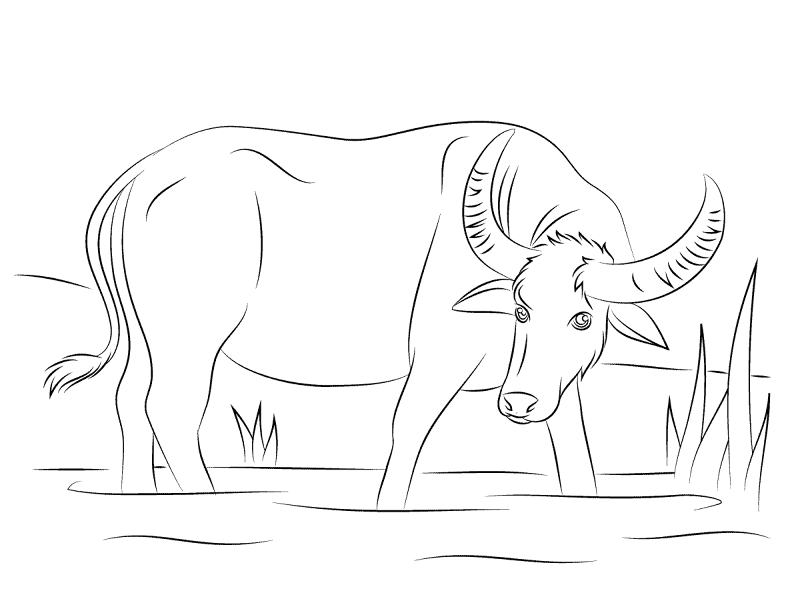 Desenho de Búfalo para colorir