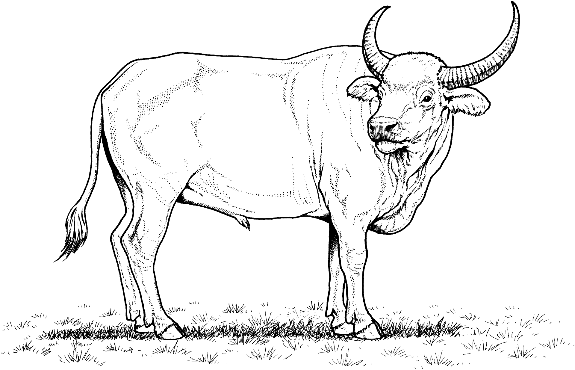 Desenho de Búfalo para colorir