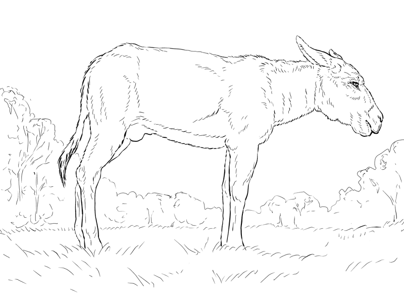 Desenho de Burros para colorir e imprimir: número 13