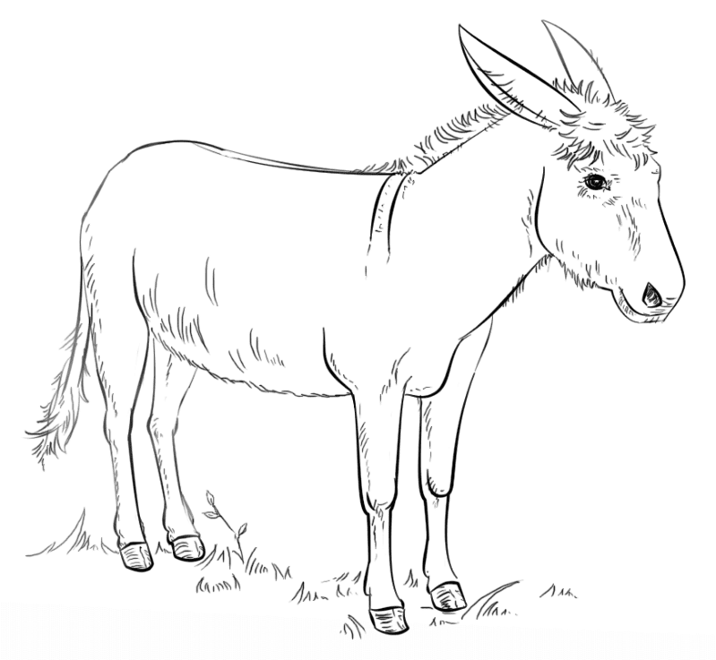 Desenho de Burros para colorir e imprimir: número 14