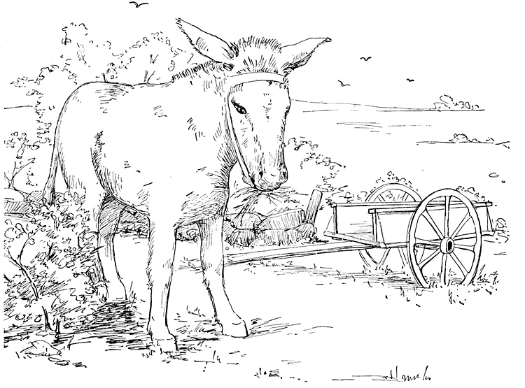 Desenho de Burros para colorir e imprimir: número 33