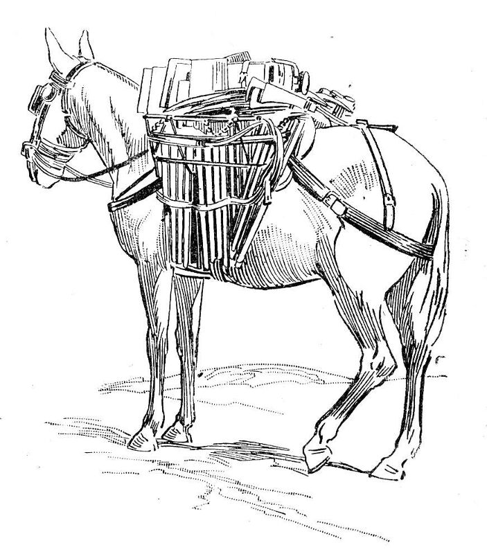 Desenho de Burros para colorir e imprimir: número 37