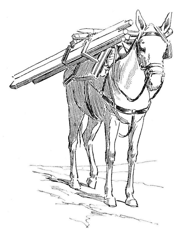 Desenho de Burros para colorir e imprimir: número 38
