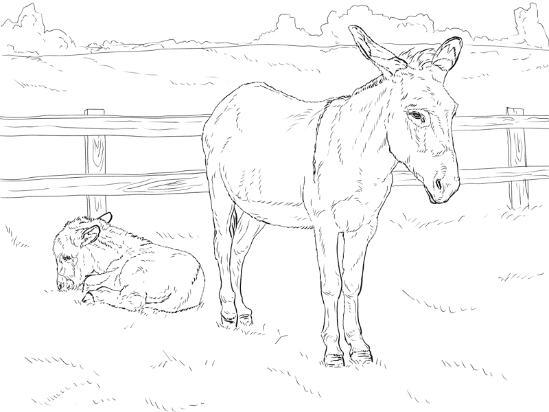 Desenho de Burros para colorir e imprimir: número 47