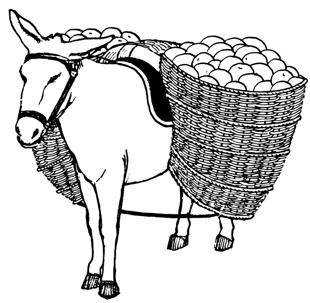 Desenho de Burros para colorir