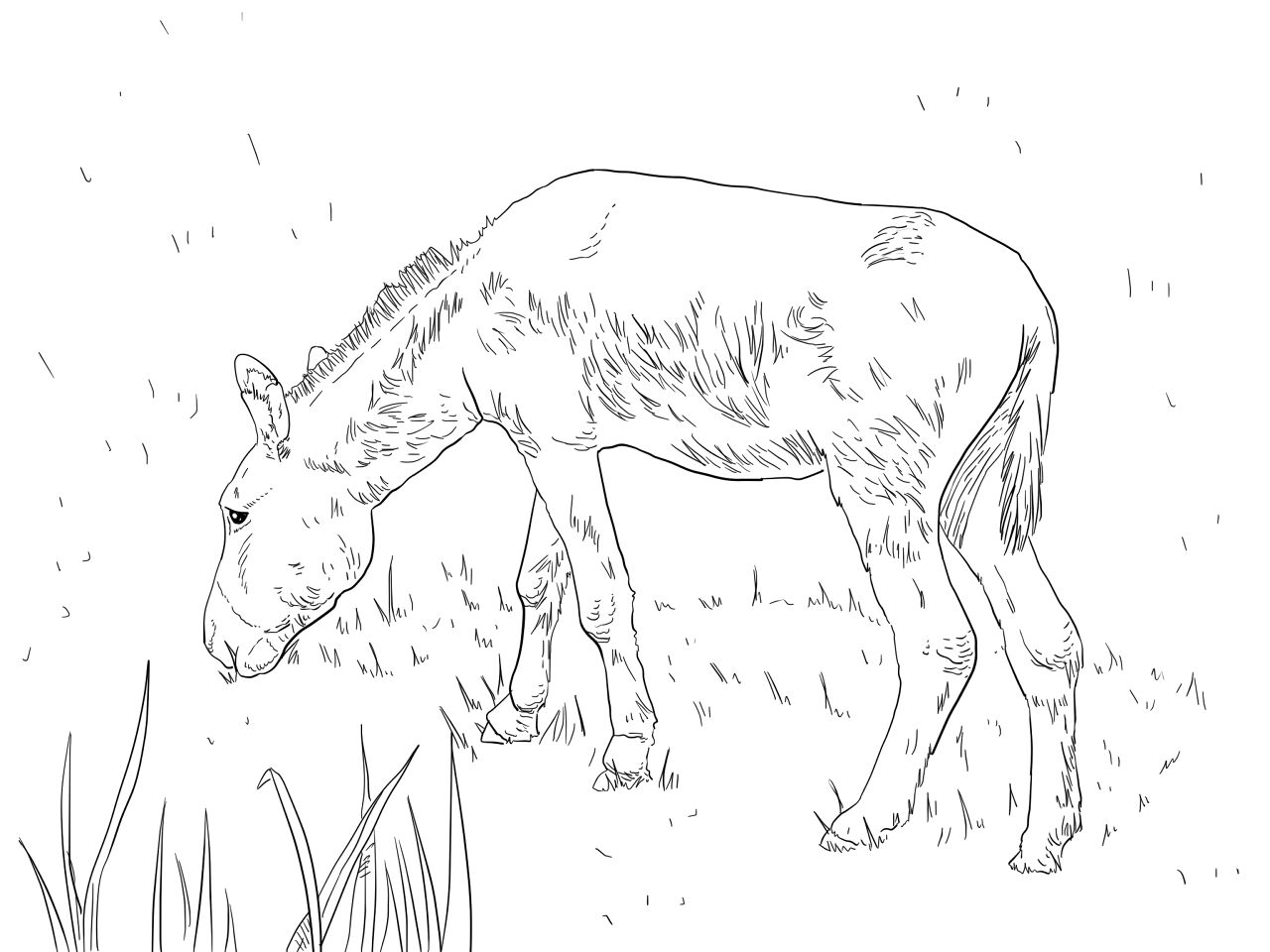 Desenho de Burros para colorir