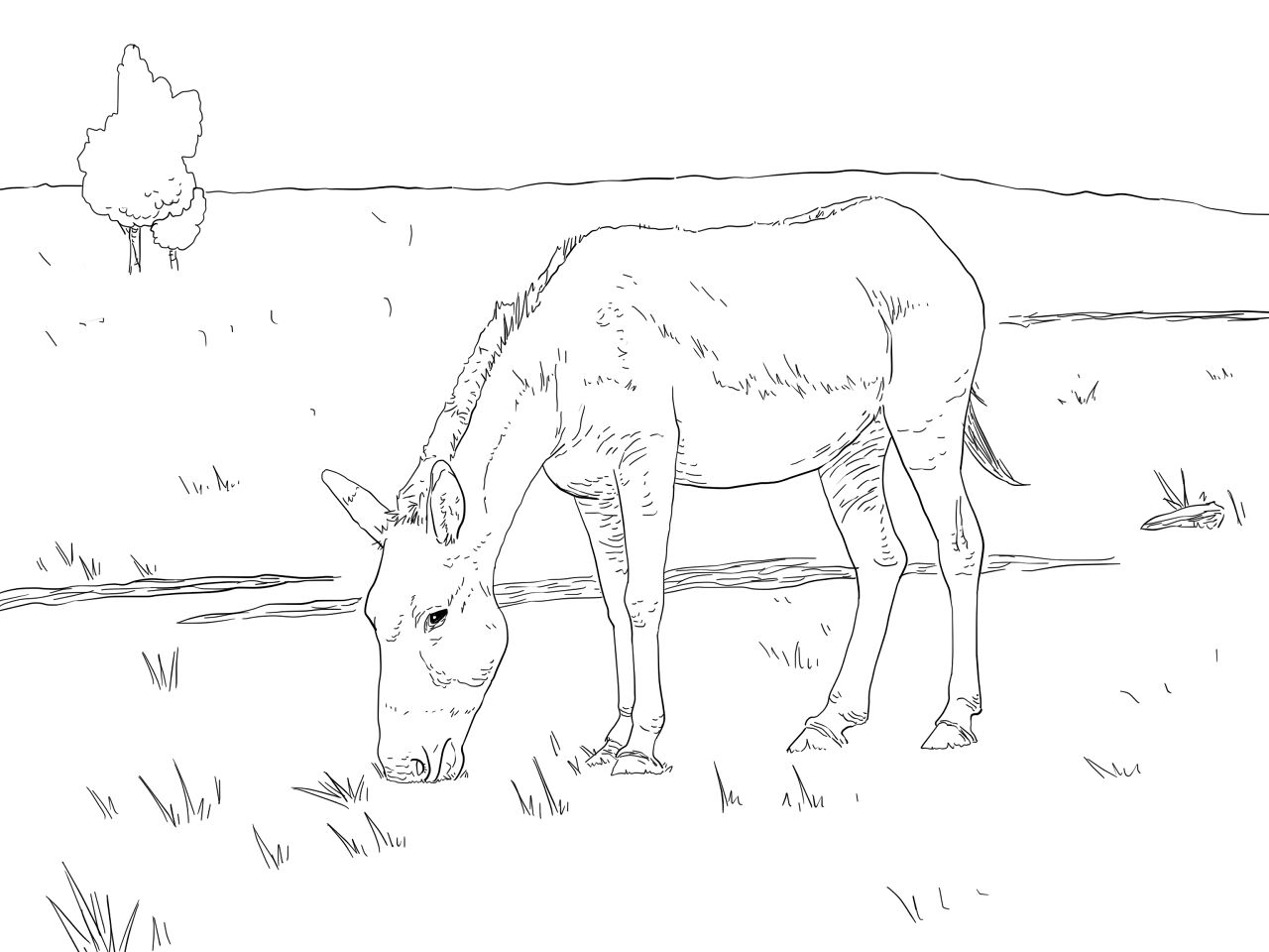 Desenho de Burros para colorir