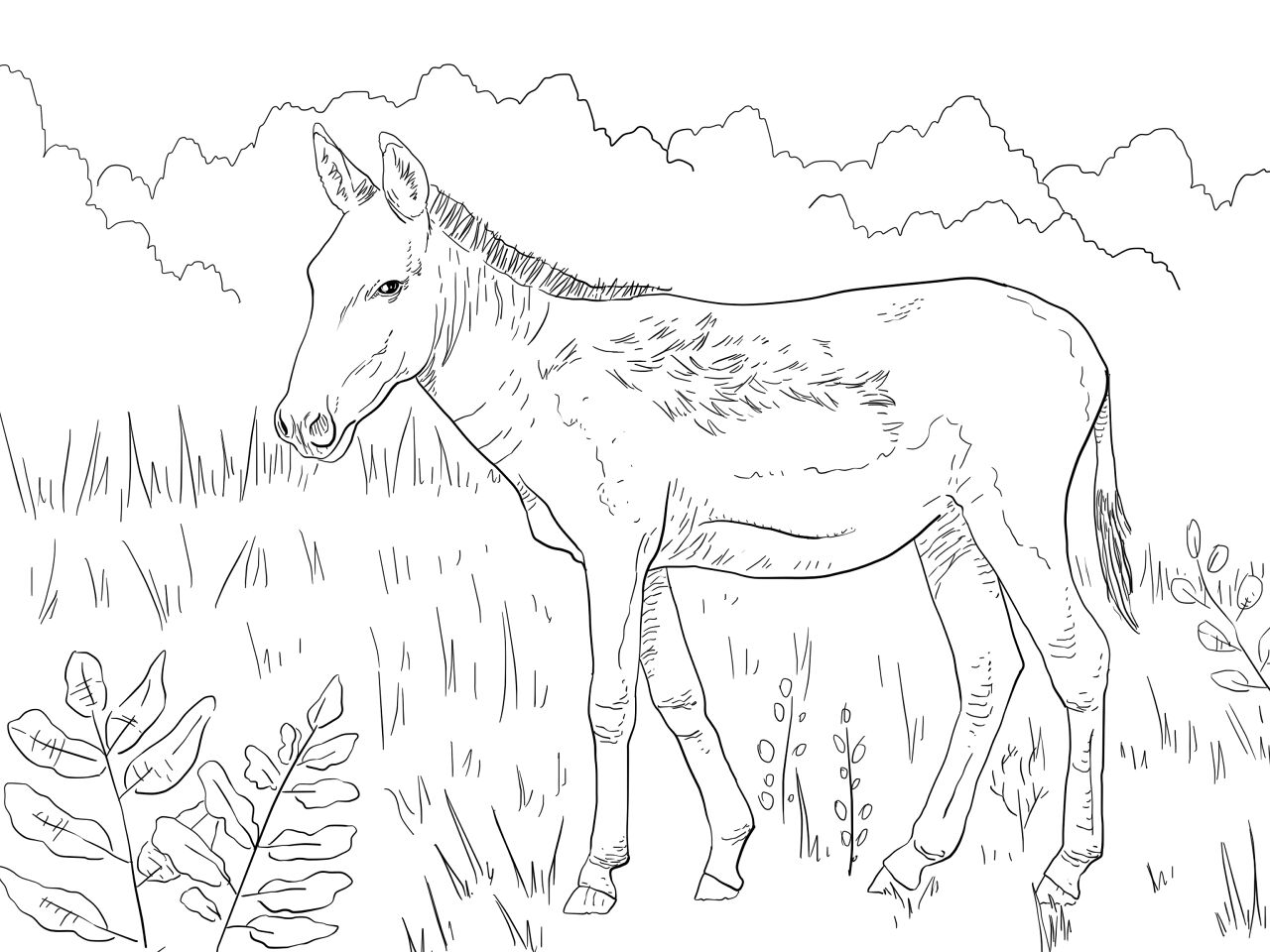 Desenho de Burros para colorir