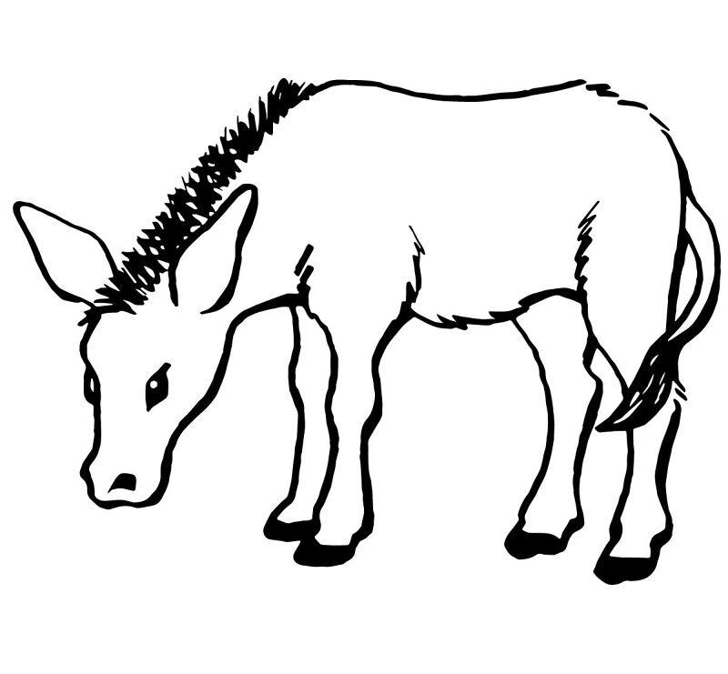 Desenho de Burros para colorir