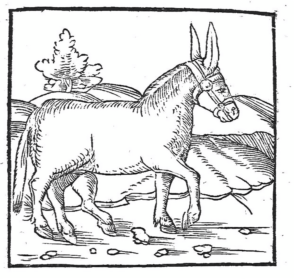 Desenho de Burros para colorir