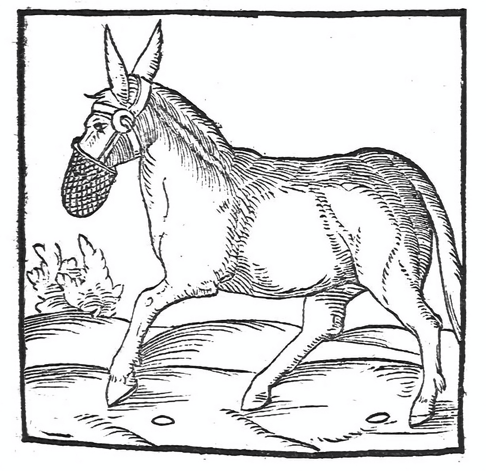 Desenho de Burros para colorir