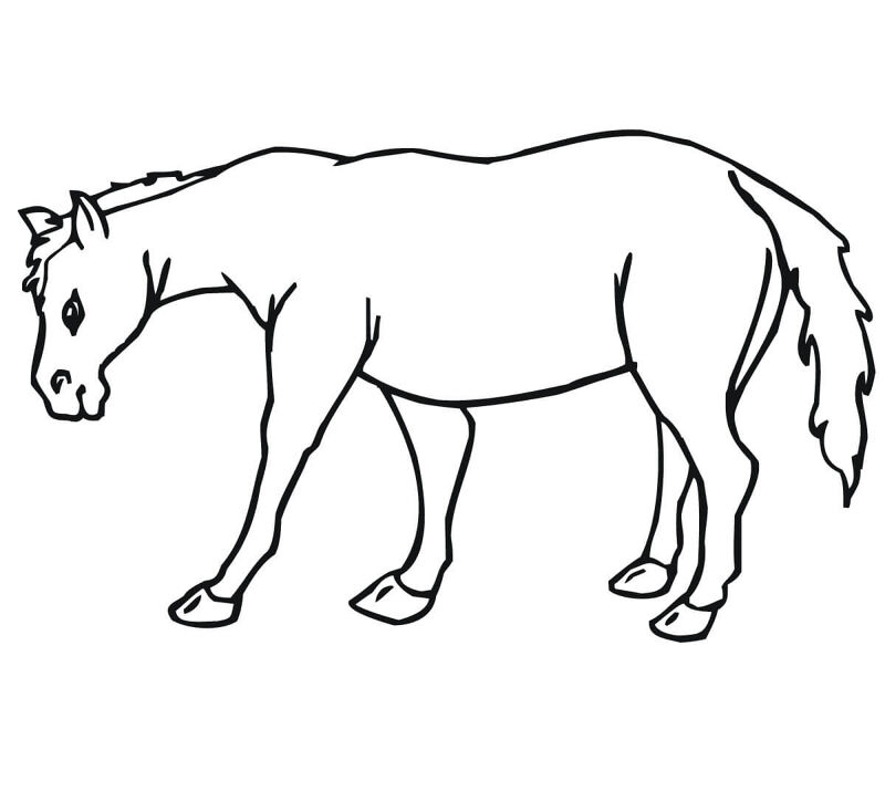 Desenho de Burros para colorir