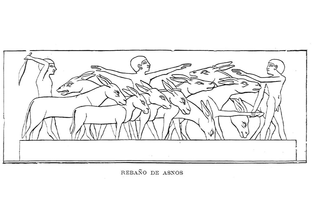Desenho de Burros para colorir