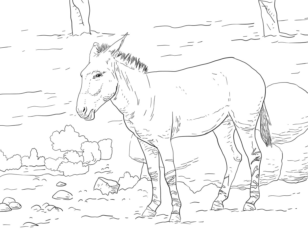 Desenho de Burros para colorir