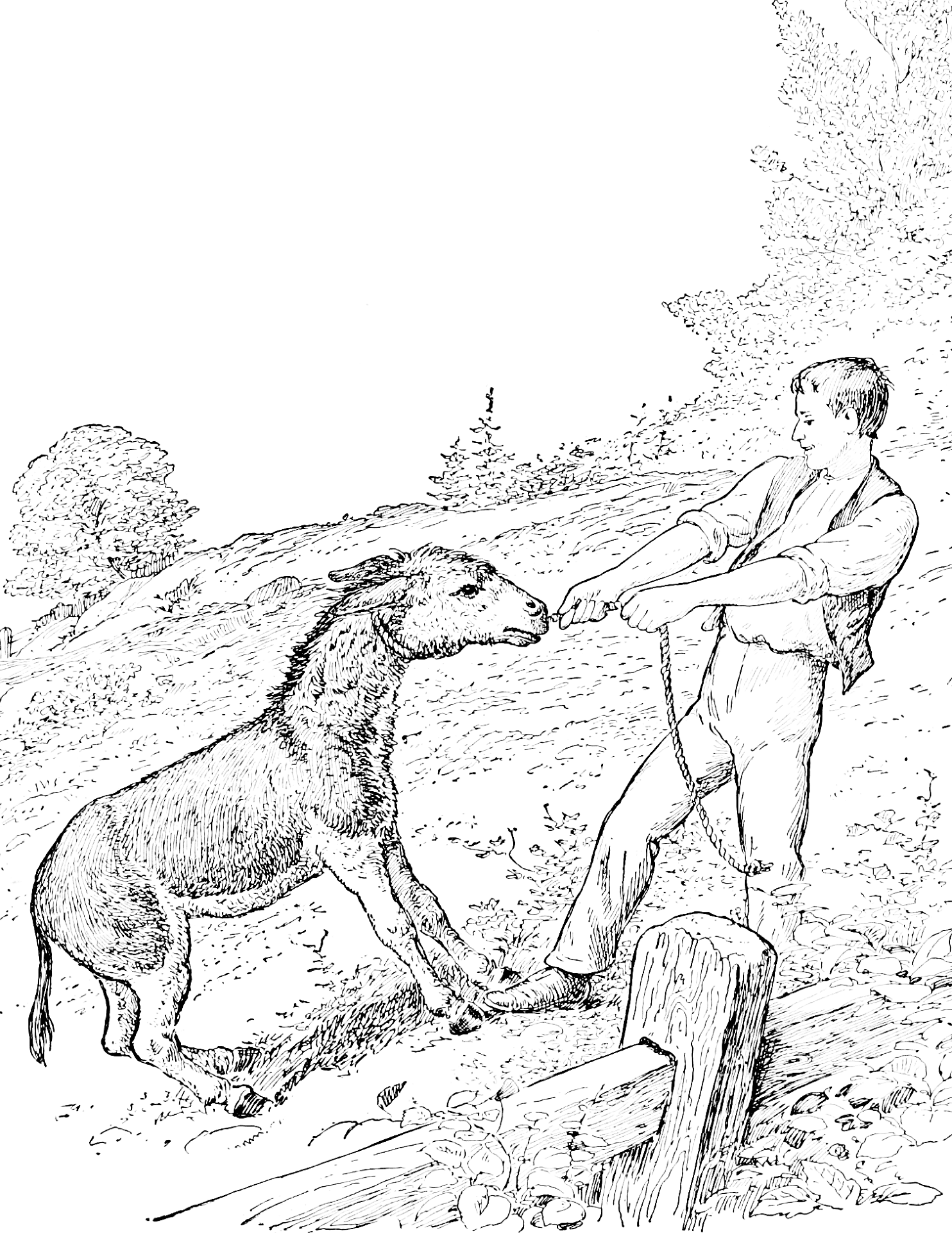 Desenho de Burros para colorir
