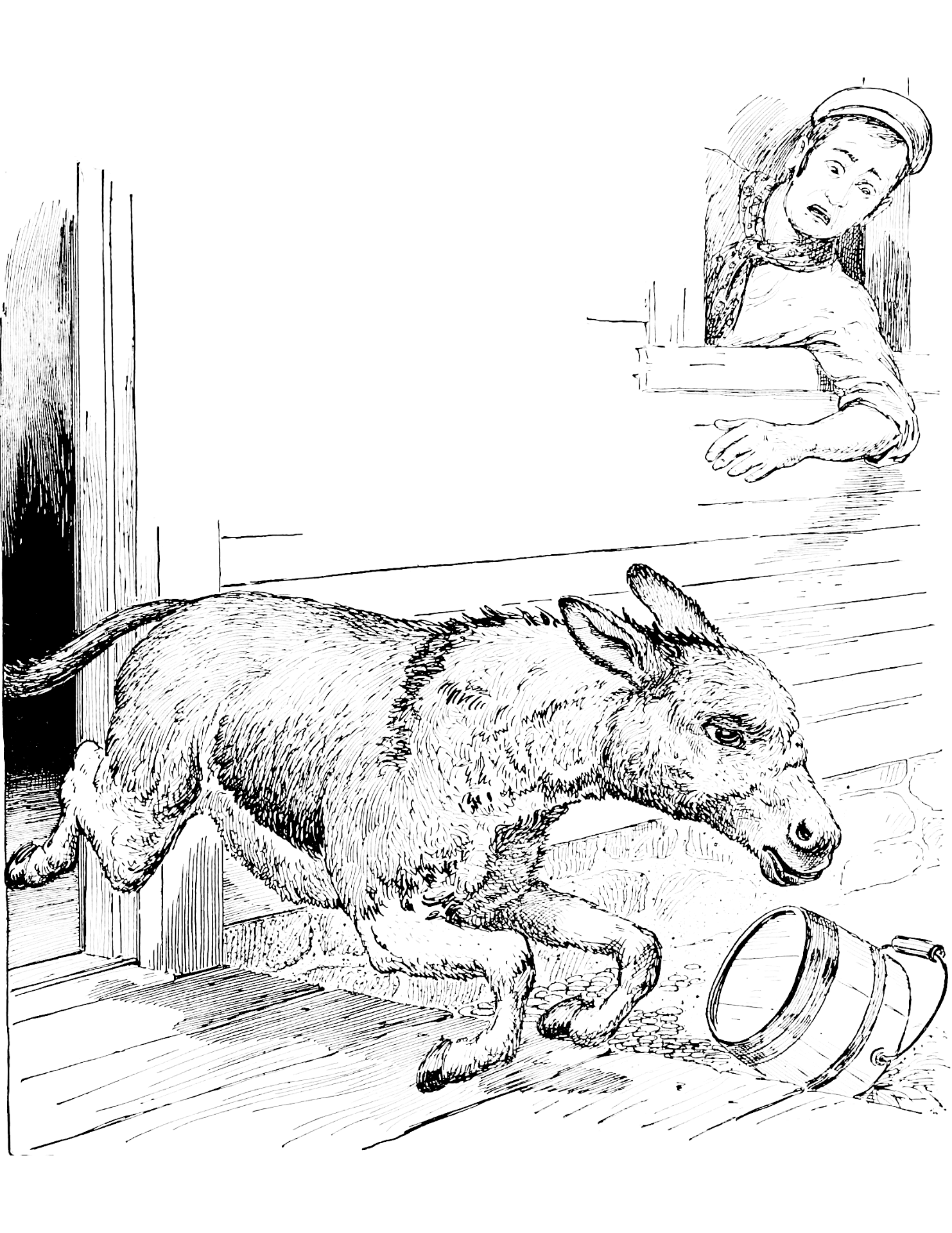 Desenho de Burros para colorir