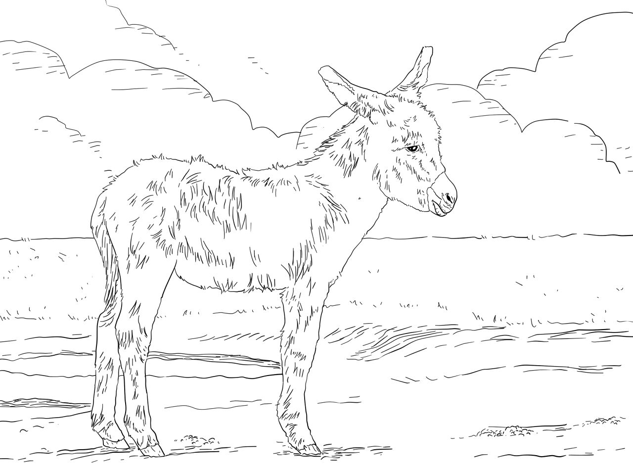 Desenho de Burros para colorir