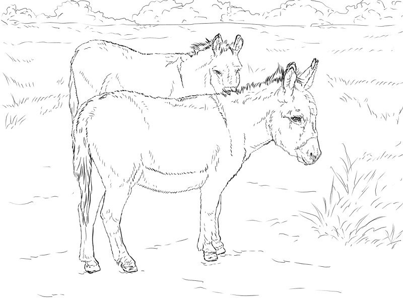 Desenho de Burros para colorir