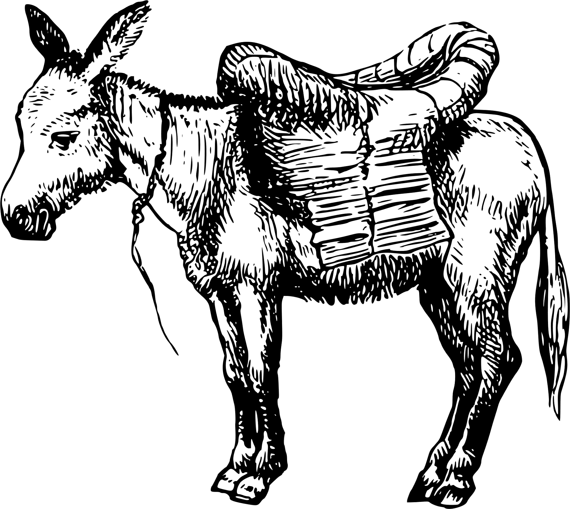 Desenho de Burros para colorir
