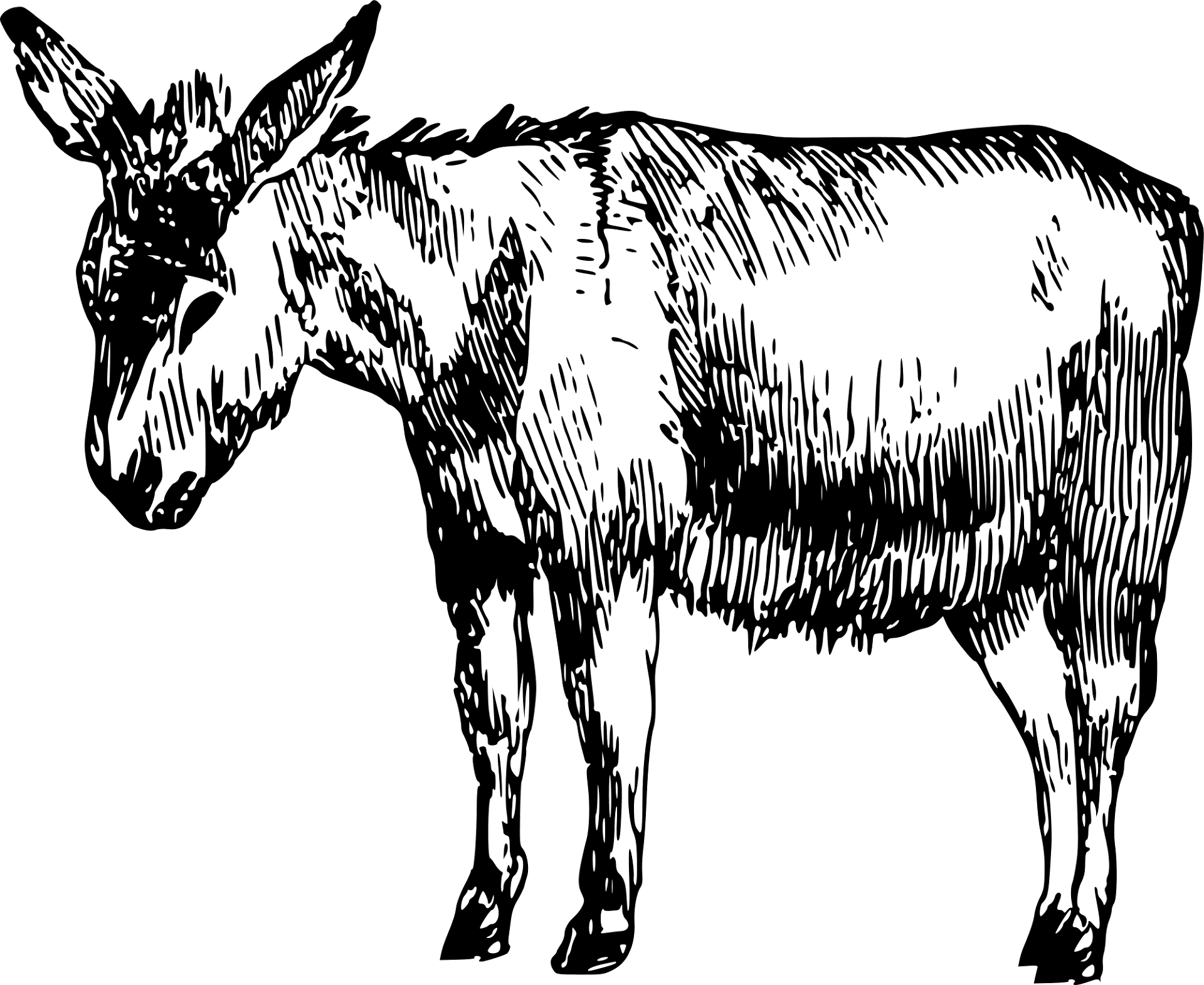 Desenho de Burros para colorir