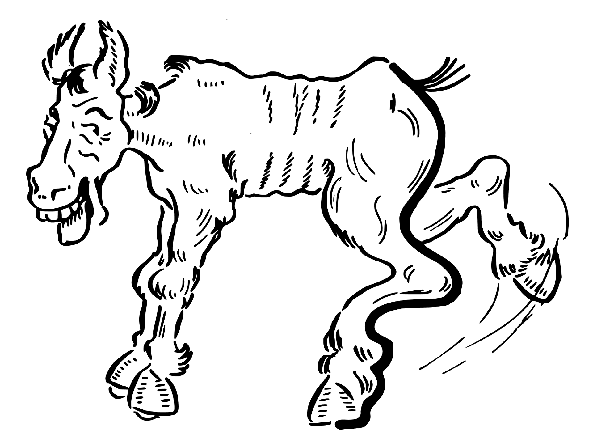 Desenho de Burros para colorir