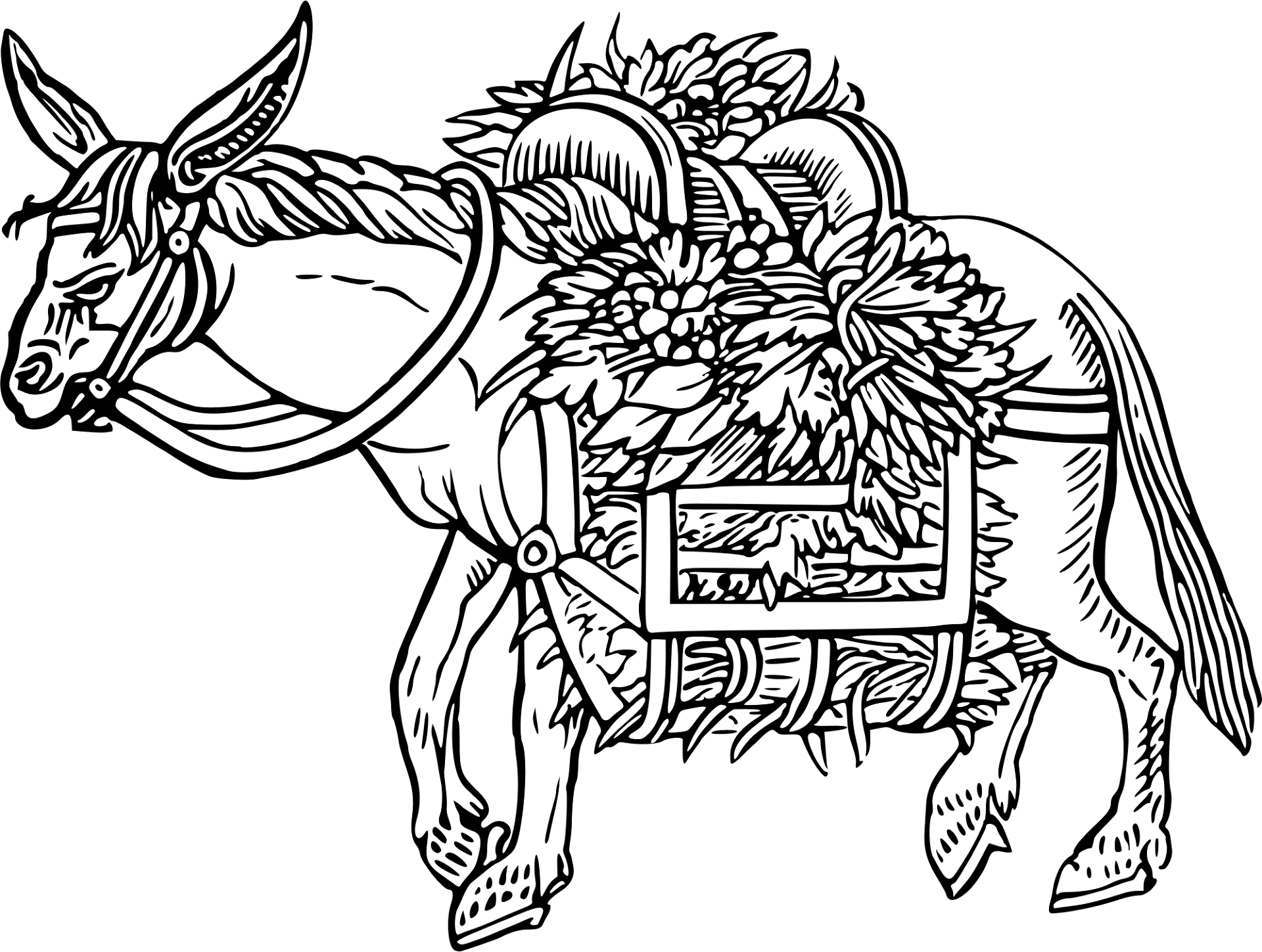Desenho de Burros para colorir
