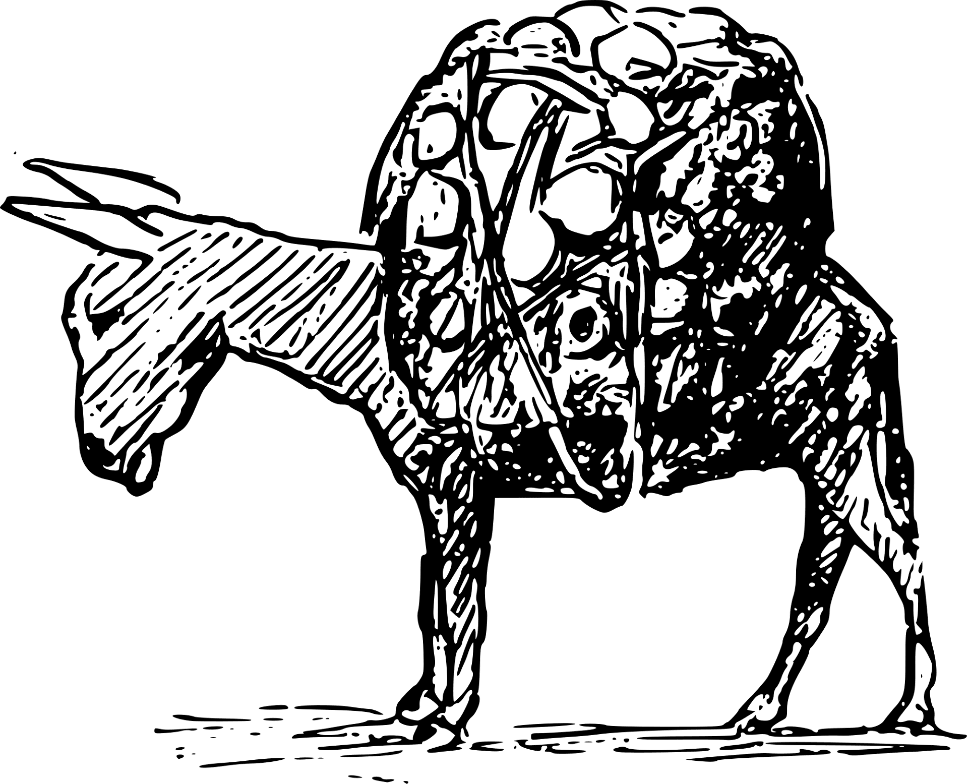 Desenho de Burros para colorir