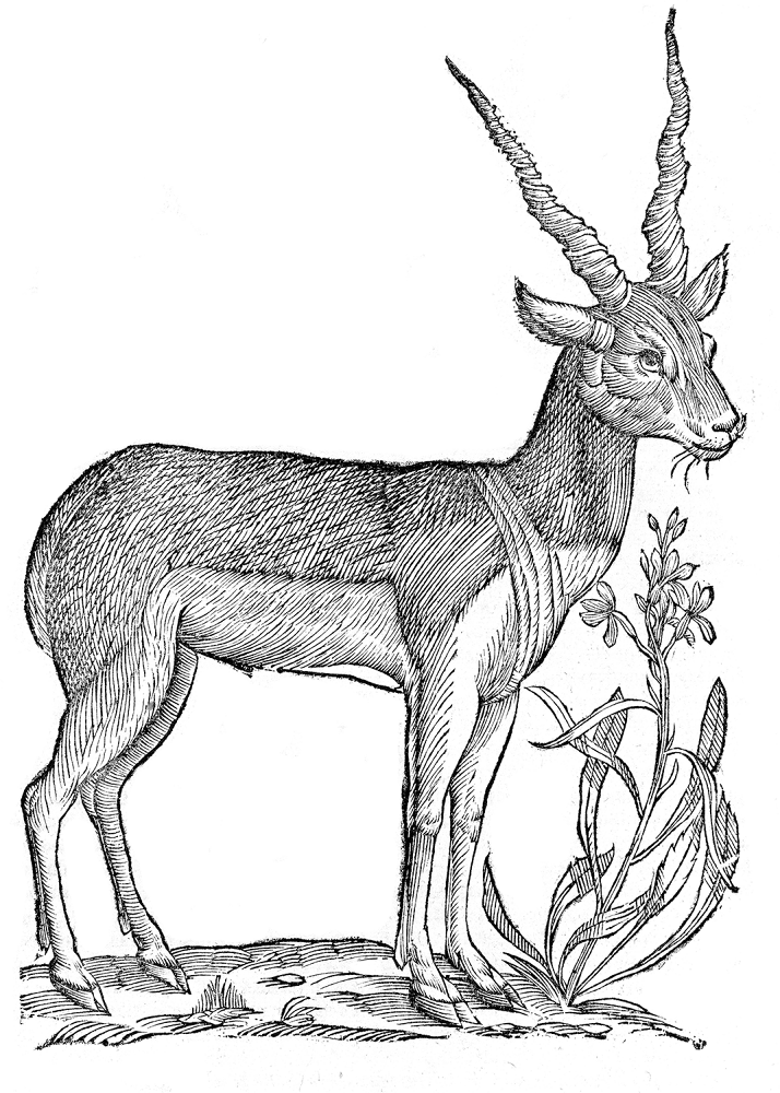 Desenho de Cabras para colorir e imprimir: número 3