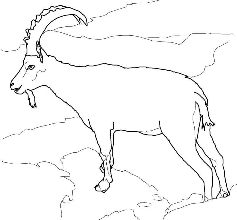 Desenho de Cabras para colorir e imprimir: número 16