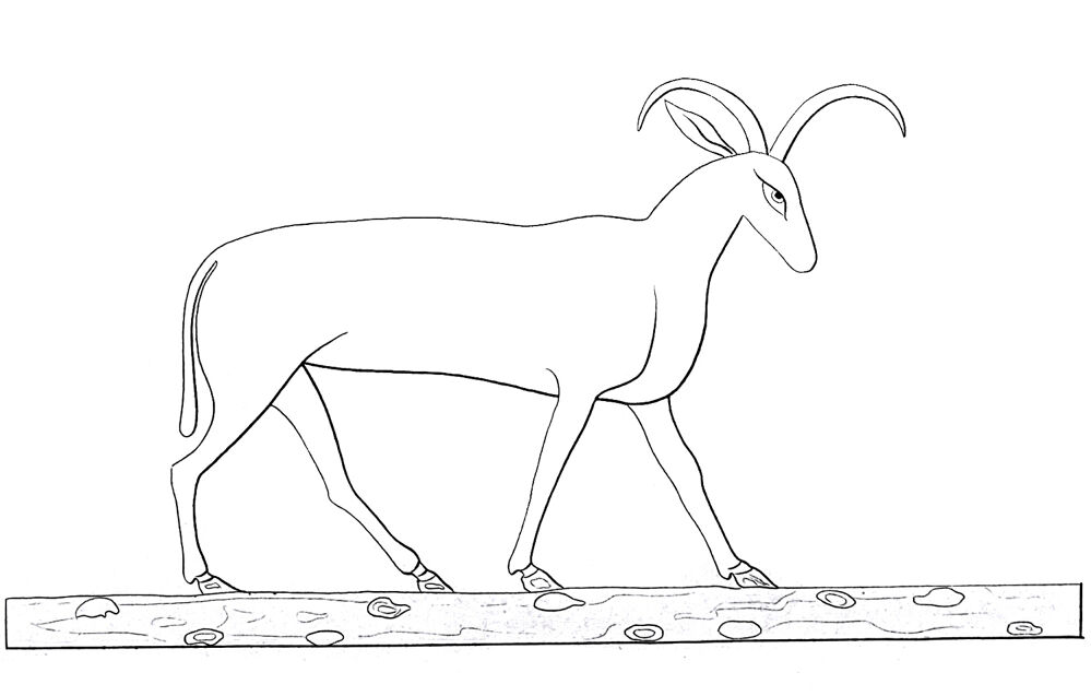 Desenho de Cabras para colorir e imprimir: número 17
