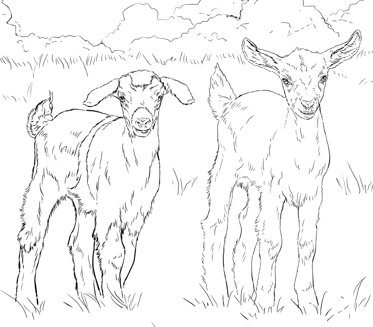 Desenho de Cabras para colorir e imprimir: número 18