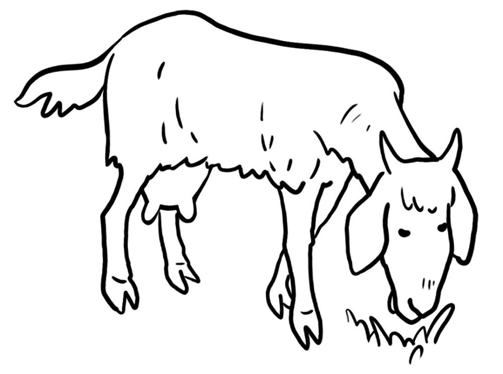 Desenho de Cabras para colorir e imprimir: número 26