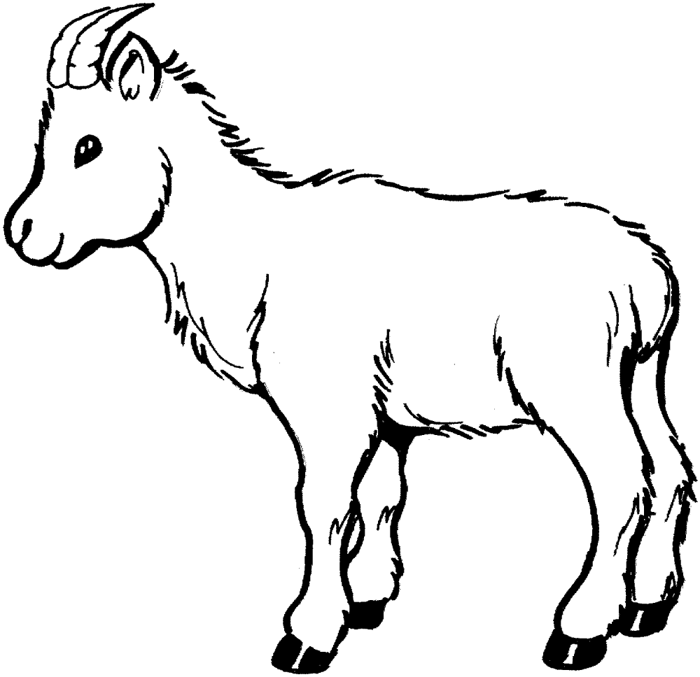 Desenho de Cabras para colorir e imprimir: número 34