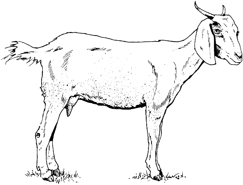 Desenho de Cabras para colorir e imprimir: número 35