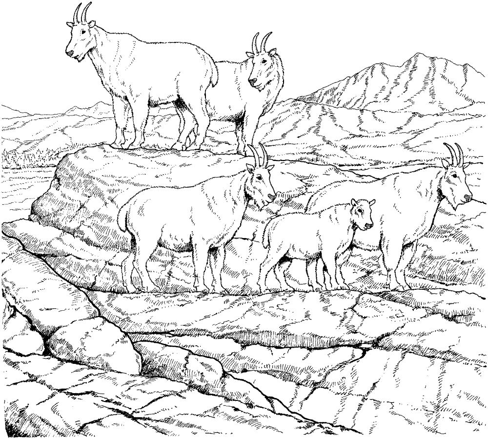 Desenho de Cabras para colorir e imprimir: número 39