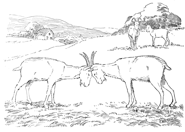 Desenho de Cabras para colorir e imprimir: número 42