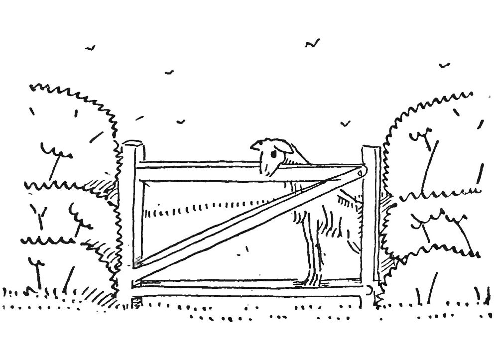 Desenho de Cabras para colorir e imprimir: número 46