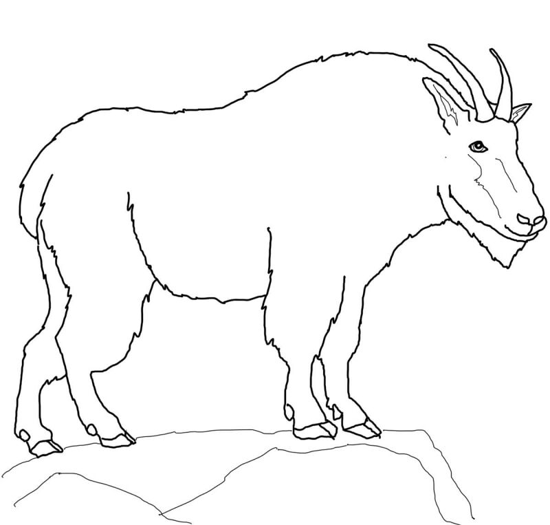 Desenho de Cabras para colorir