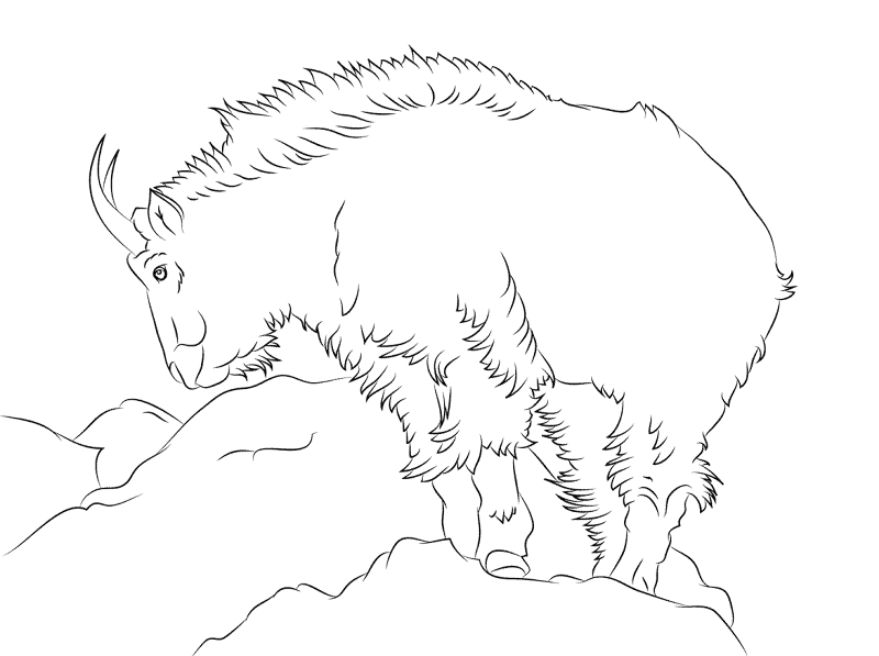 Desenho de Cabras para colorir