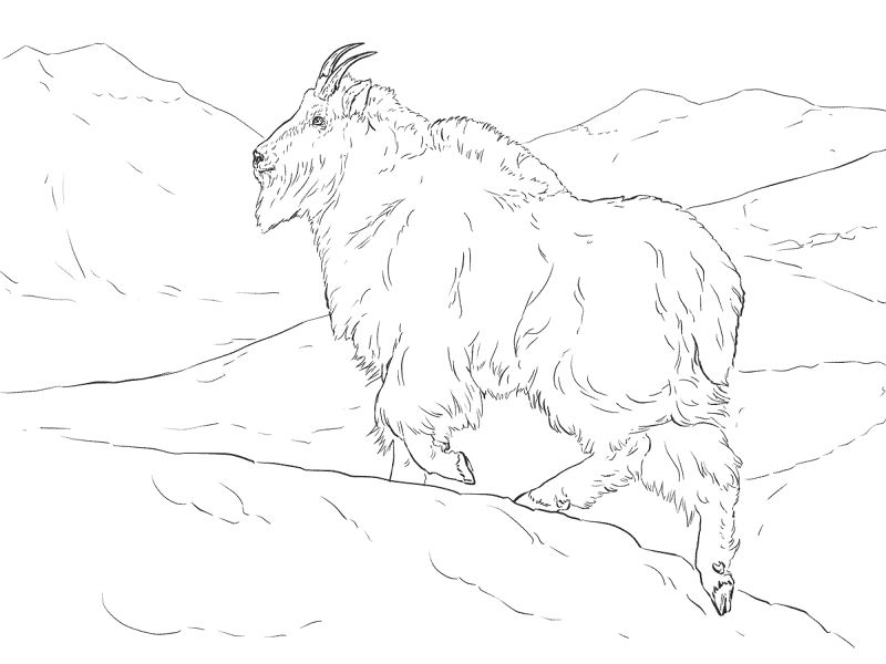 Desenho de Cabras para colorir
