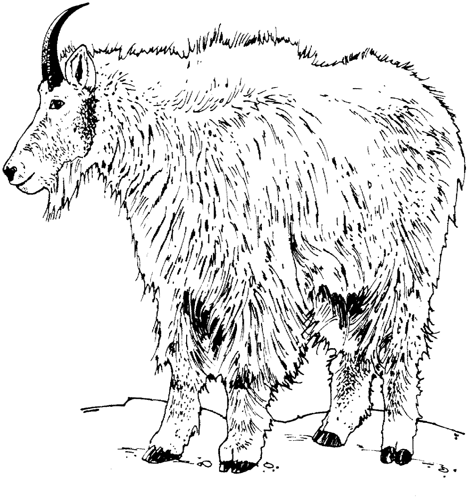 Desenho de Cabras para colorir
