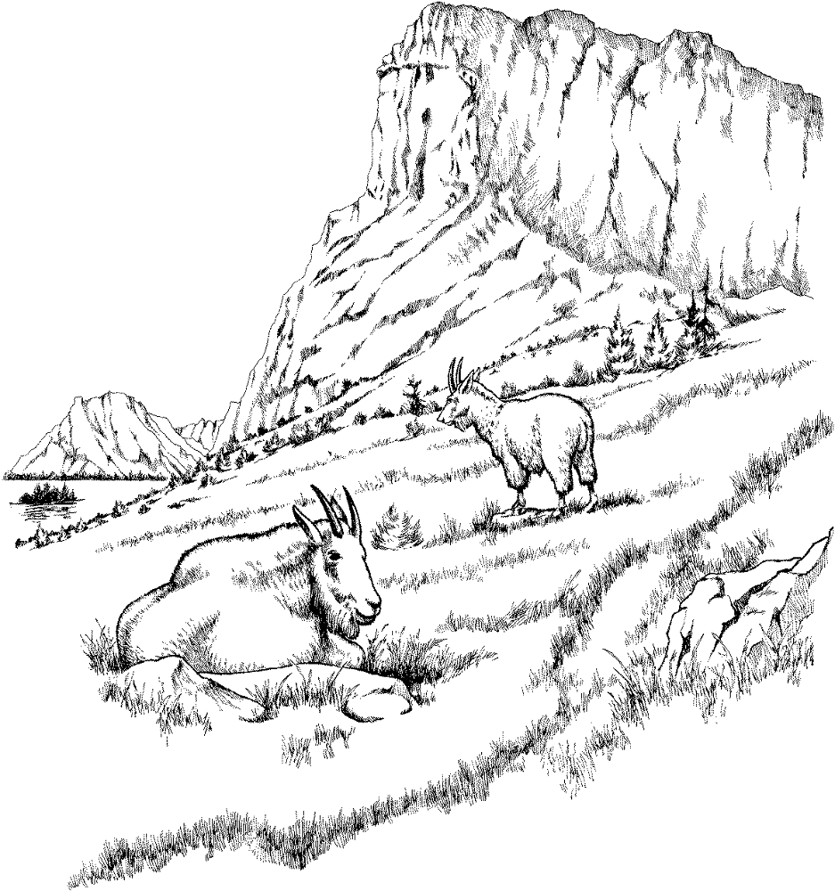 Desenho de Cabras para colorir